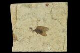 Fossil March Fly (Plecia) - Green River Formation #135896-1